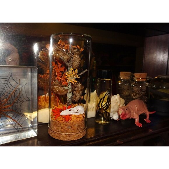 Cicada Skins Autumn Flowers Nature Art Oddity Jar mini Raven Skull goth witchy - Picture 14 of 16